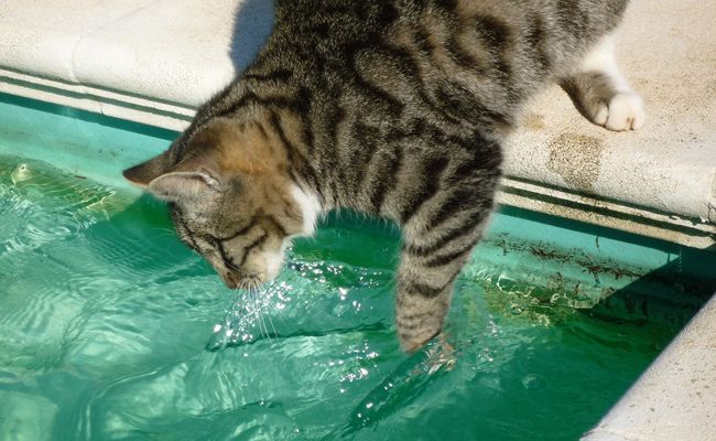 algue moutarde en piscine