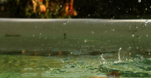 L'algue moutarde dans la piscine : explications et traitement efficace
