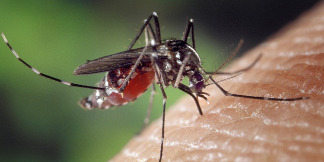 Les moustiques risquent-ils de se développer dans une piscine ?